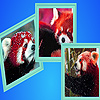 play Red Pandas In Winter Puzzle