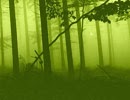 play Escape From The Ghost Forest