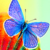 play Beautiful Butterflies On The Island Puzzle