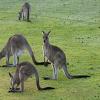 play Kangaroos Puzzle