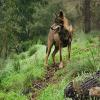 play Iberian Wolf