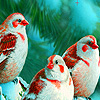 play Singer Birds In Winter Puzzle