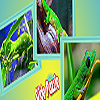 play Green Geckos In The Woods Puzzle