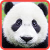 play Parts Of Picture:Panda