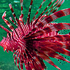 play Red Lionfishes Puzzle