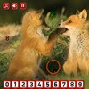 play Fox - Hidden Numbers