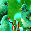 play Green Sparrows Puzzle