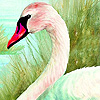 play White Magnificent Swan Puzzle