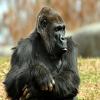 play Gorillas Puzzle