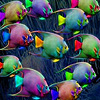 play Rainbow Fishes Puzzle