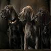play Dogs Puzzle