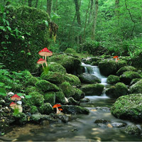 play Adventure Forest Escape