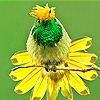 play Little Green Head Bird Puzzle