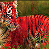 play Funky Tiger Cub Puzzle