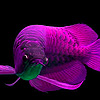 play Purple Ocean Fish Puzzle