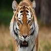 play Tiger Face