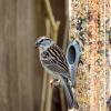 play Chipping Sparrow