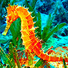 play Alone Seahorse Puzzle