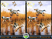 play Birds Differences