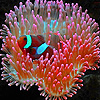 play Little Anemone Fish Puzzle