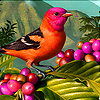 play Colorful Tropical Bird Puzzle