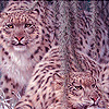 play Old Snow Leopards Puzzle