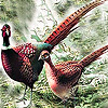 play Fantastic Pheasants In The Farm Puzzle