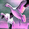 play Flying Goose Family Puzzle