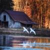 play Swans Pond