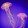 play Transparent Jellyfish In Sea Puzzle