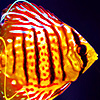 play Alone Fat Fish Puzzle