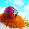 play Ladybug In The Garden Puzzle