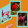 Scarlet Ibis In The Tropic Island Puzzle