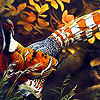 play Beautiful Pheasant In The Jungle Puzzle