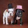 play Funny Puppies
