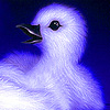 play Blue Chick Slide Puzzle