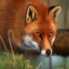 Red Fox