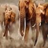 play Elephant Family