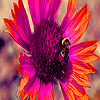 play Bee And Sunflower In Garden Puzzle