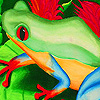 play Frog With Red Eyes Puzzle