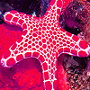 Sea Star In The Ocean Puzzle