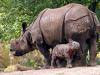 play Rhinos Puzzle