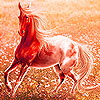 play Horse In Wheat Field Puzzle