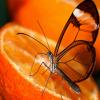 Orange Butterfly