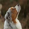 play Dog Dreamer