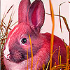 play Little Stored Rabbit Puzzle