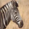 play African Zebra