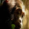 play Chimp Puzzle