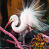 play White Feathered Bird Puzzle