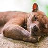 Sleeping Fossa